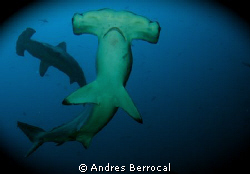 Hammerhead shark, coco's island, Costa Rica by Andres Berrocal 